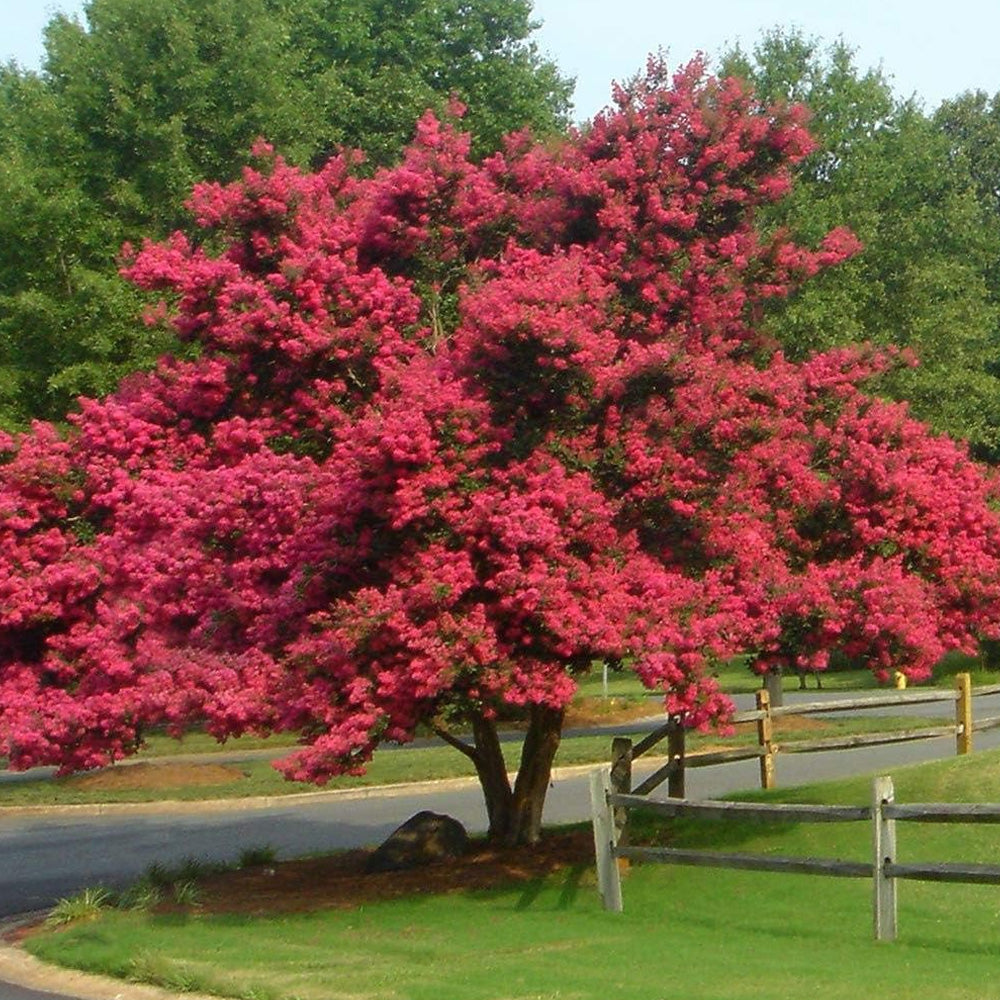 Crape Myrtle, Tuscarora 7' B&B – Greenwood Creek Nursery