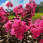 Load image into Gallery viewer, Crape Myrtle, Twilight Magic 7'