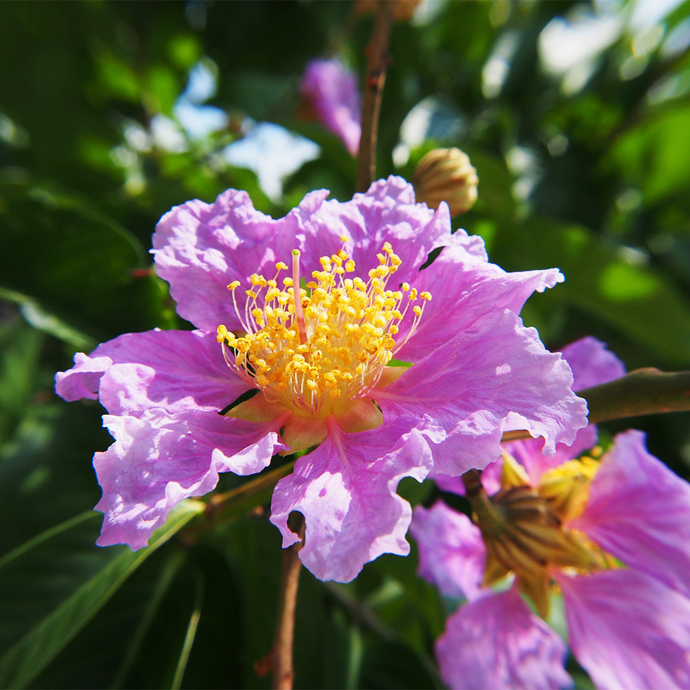 lavender myrtle tree Crape Myrtle, Thunderstruck Lavender Blast #15 – Greenwood Creek Nursery
