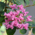 Load image into Gallery viewer, Crape Myrtle, Rhapsody in Pink #15