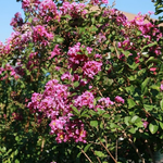Load image into Gallery viewer, Crape Myrtle, Twilight 6'-8' B&B