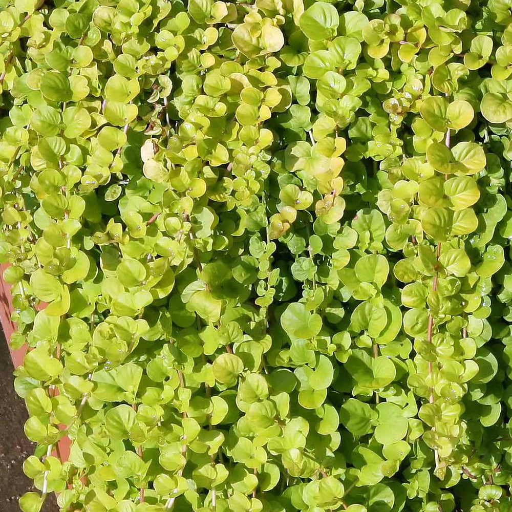 Creeping Jenny, Aurea QT