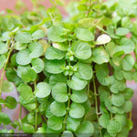 Load image into Gallery viewer, Creeping Jenny, #1