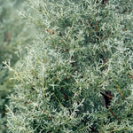 Load image into Gallery viewer, Cypress, Carolina Sapphire #7