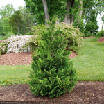 Load image into Gallery viewer, Cypress, Cedar Rapids #3