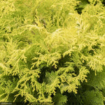 Load image into Gallery viewer, Cypress, Crippsii Golden Hinoki #5