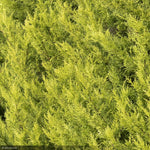 Load image into Gallery viewer, Cypress, Donard Gold Monterey #5