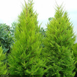 Load image into Gallery viewer, Cypress, Donard Gold Monterey #5