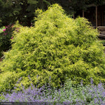 Load image into Gallery viewer, Cypress, Gold Mop #3