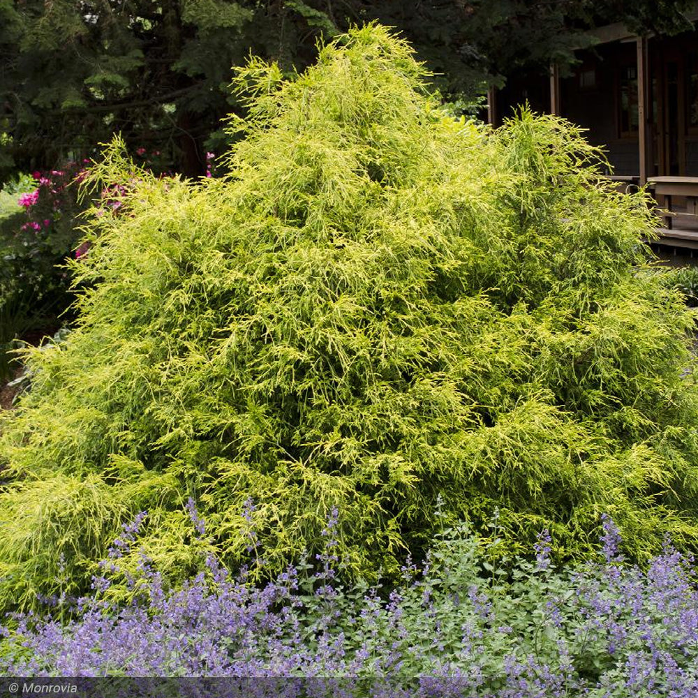 Cypress, Gold Mop #1