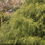 Load image into Gallery viewer, Cypress, Golden Charm #5