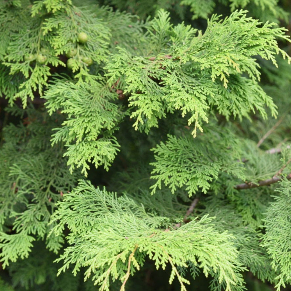 Cypress, Hinoki 5’-6’ #25