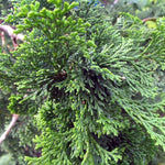 Load image into Gallery viewer, Cypress, Hinoki Compacta #3