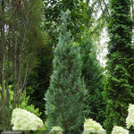 Load image into Gallery viewer, Cypress, Pinpoint Blue #3