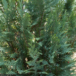 Load image into Gallery viewer, Cypress, Pinpoint Blue #3