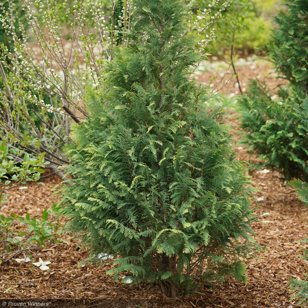 acnh cypress plant Cypress, Pinpoint Blue & Gold #3 – Greenwood Creek Nursery