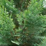 Load image into Gallery viewer, Cypress, Pinpoint Blue & Gold #3