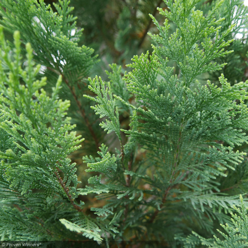 faux green plants Fake Plants for Bathroom/Home Office Decor, Small Artificial Faux Gree –  Homesake.in main image 1