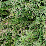 Load image into Gallery viewer, Cypress, Drew's Blue Siberian Carpet #2