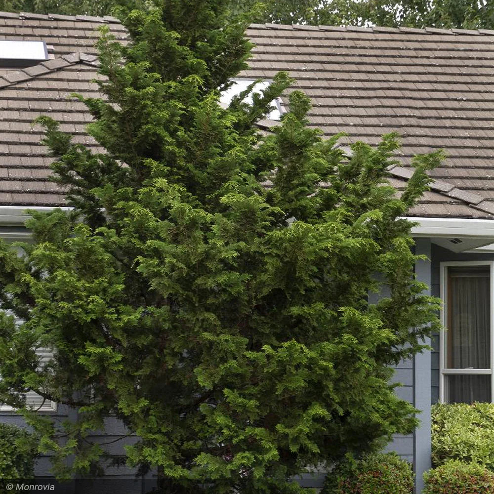 Cypress, Slender Hinoki #5