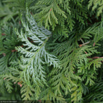 Load image into Gallery viewer, Cypress, Soft Serve #3