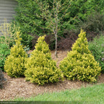 Load image into Gallery viewer, Cypress, Soft Serve Gold #3