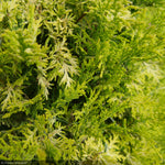 Load image into Gallery viewer, Cypress, Soft Serve Gold #3