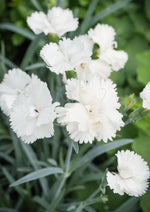 Load image into Gallery viewer, Dianthus, Angel of Purity #1