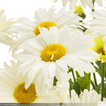 Load image into Gallery viewer, Daisy, Amazing Banana Cream II #1