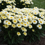 Load image into Gallery viewer, Daisy, Amazing Banana Cream II #1