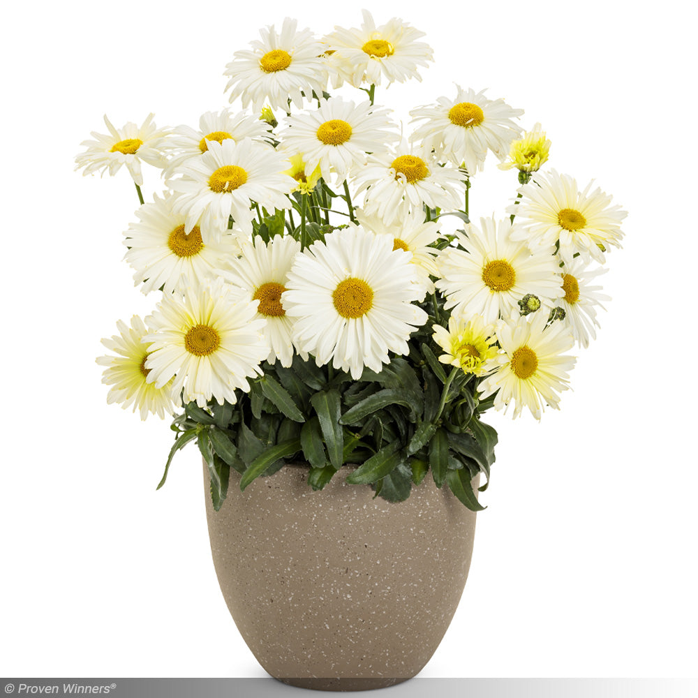 ※Daisy Daisy, Amazing Banana Cream II #1 – Greenwood Creek Nursery