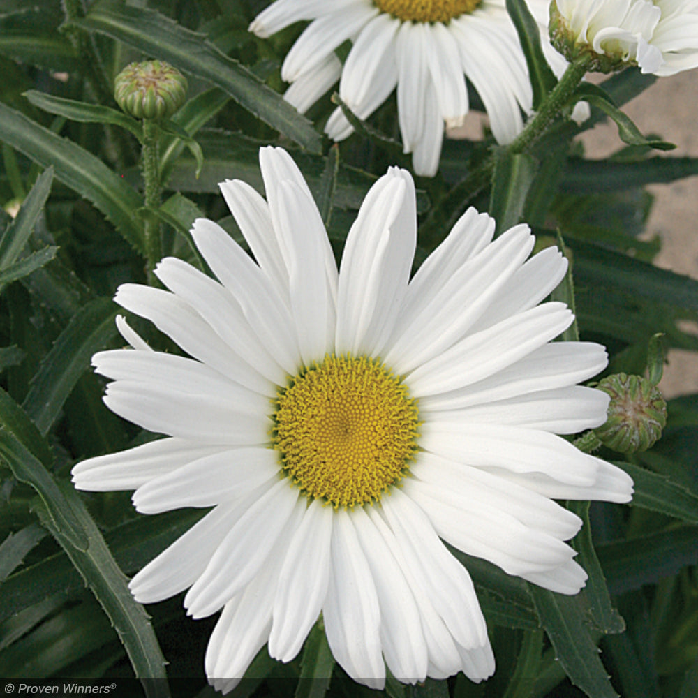 Daisy, Amazing Daisy May #1 – Greenwood Creek Nursery