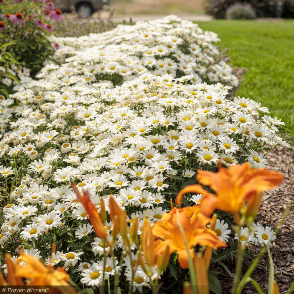 Daisy, Amazing Daisy May #1 – Greenwood Creek Nursery
