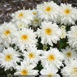 Load image into Gallery viewer, Daisy, Amazing Marshmallow #1