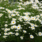 Load image into Gallery viewer, Daisy, Becky Qt