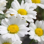 Load image into Gallery viewer, Daisy, Darling Daisy Qt