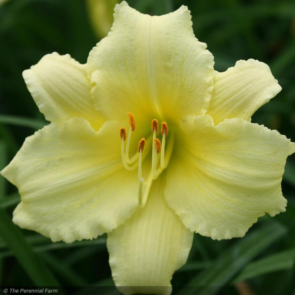 Daylily, Gail's Fragrant Treasure #2 – Greenwood Creek Nursery