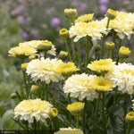 Load image into Gallery viewer, Daisy, Lemon Puff #1
