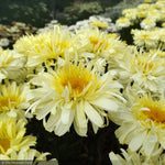 Load image into Gallery viewer, Daisy, Real Charmer #1