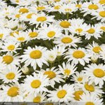 Load image into Gallery viewer, Daisy, Shortstop #1
