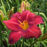 Load image into Gallery viewer, Daylily, Chicago Apache #1