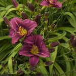 Load image into Gallery viewer, Daylily, Little Grapette #2