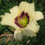 Load image into Gallery viewer, Daylily, Pandora's Box #1