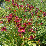 Load image into Gallery viewer, Daylily, Pardon Me #1