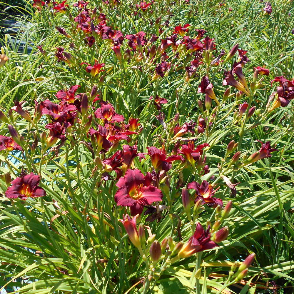 Daylily, Pardon Me #1