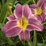 Load image into Gallery viewer, Daylily, Prairie Blue Eyes #1