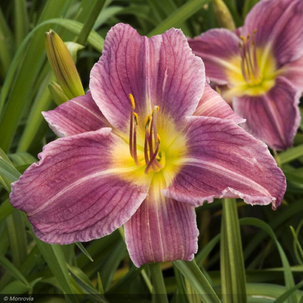 Daylily, Prairie Blue Eyes #1