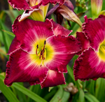 Load image into Gallery viewer, Daylily, Rainbow Rhythm Blood Sweat and Tears #2