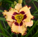 Load image into Gallery viewer, Daylily, Rainbow Rhythm King of the Ages #2