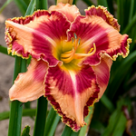 Load image into Gallery viewer, Daylily, Rainbow Rhythm Lake of Fire #2